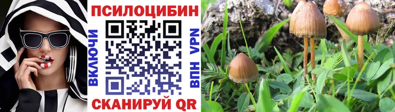 Галлюциногенные грибы Psilocybe  Шлиссельбург 